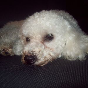 Meet your Posher, Dede